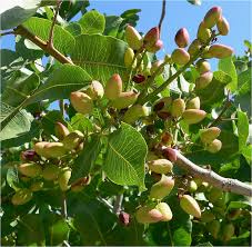 تصویر 3 از پسته شور طبیعی بدون افزودنی غیرمجاز
